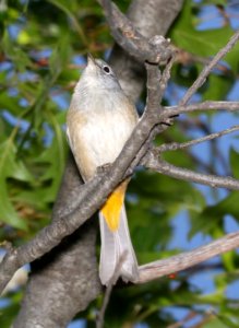809 - COLIMA WARBLER (4-22-2017) boot springs area, chisos mts, tx -04
