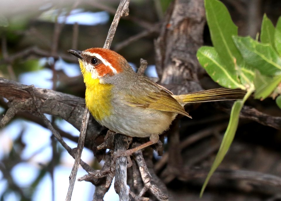 845 - RUFOUS-CAPPED WARBLER (5-8-2020) guindani trail, whetstone mts, cochise co, az -01