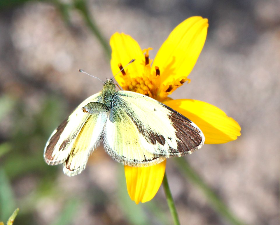 SULPHUR, DAINTY, winter form (Nathalis iole) (11-8-12) sycamore cyn, pajaritos mts, scc, az -04
