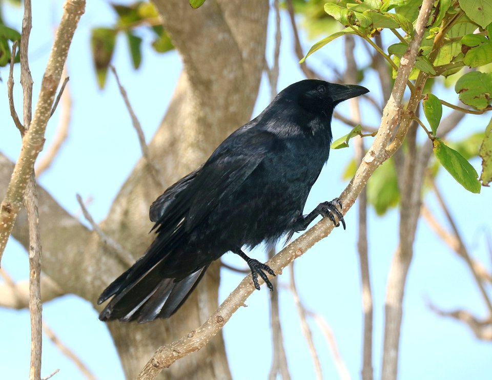 651 - FISH CROW  (2-8-2016) tradwinds park, broward co, fl -02
