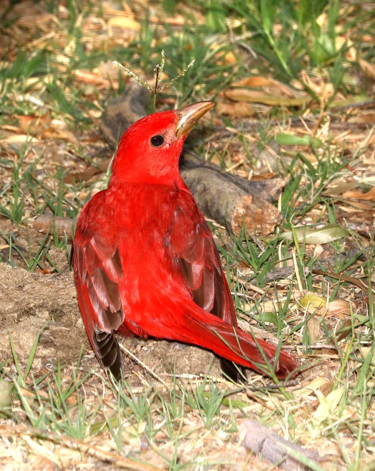 911 - SUMMER TANAGER (5-27-2016) patagonia lake, santa cruz co, az -01
