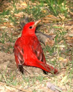 911 - SUMMER TANAGER (5-27-2016) patagonia lake, santa cruz co, az -01