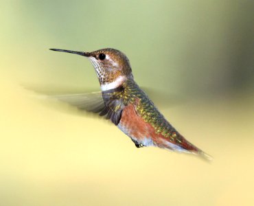 504 - RUFOUS HUMMINGBIRD (8-24-12) dunton meadow, near lizard head, dolores co, co  (1)