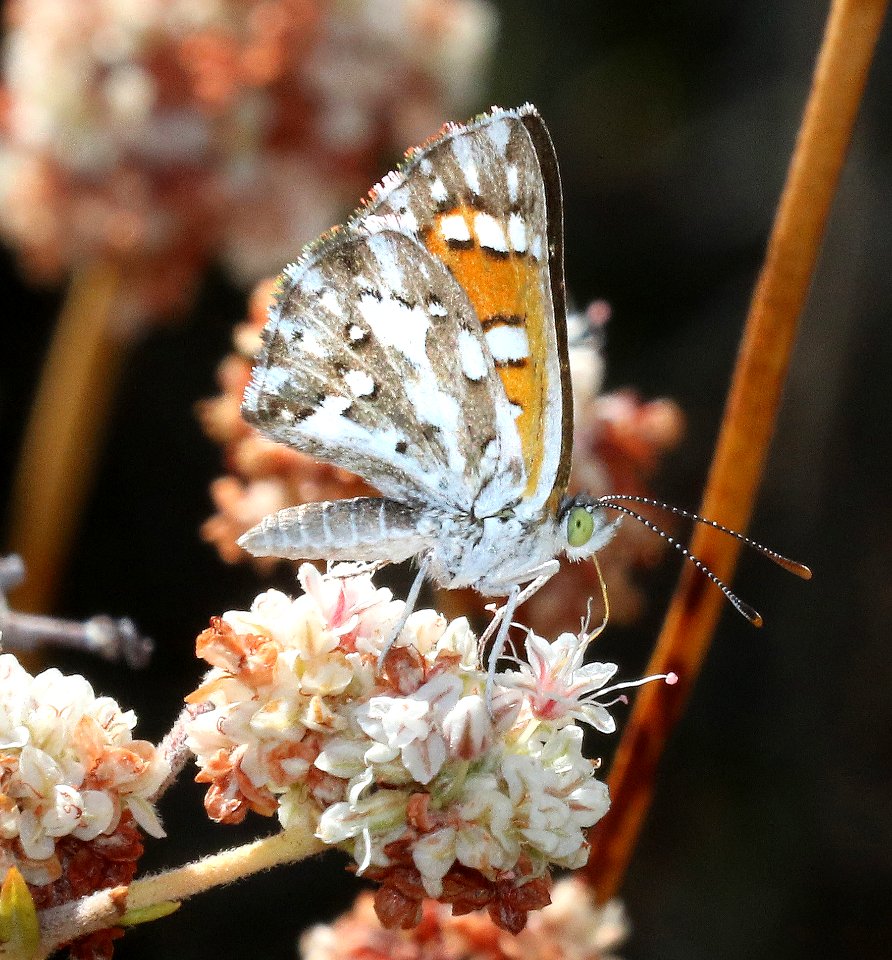 METALMARK, MORMON (Apodemia mormo) (9-9-2015) noroeste rd, s-w kern co, ca -01