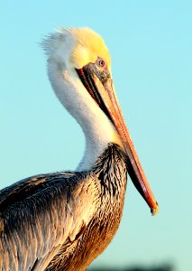 176 - BROWN PELICAN (12-13-09) morro bay, slo co, ca  (3)