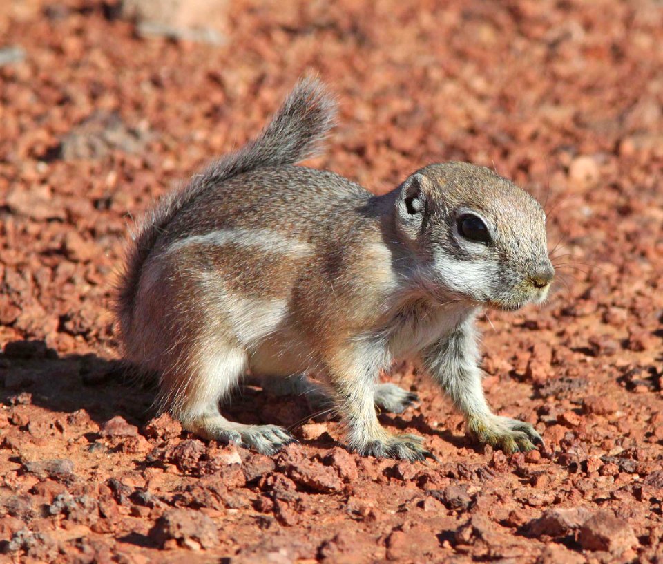 SQUIRREL, WHITE-TAILED ANTELOPE (Ammospermophilus leucurus) (10-13-11) burr point, garfield co, ut -01