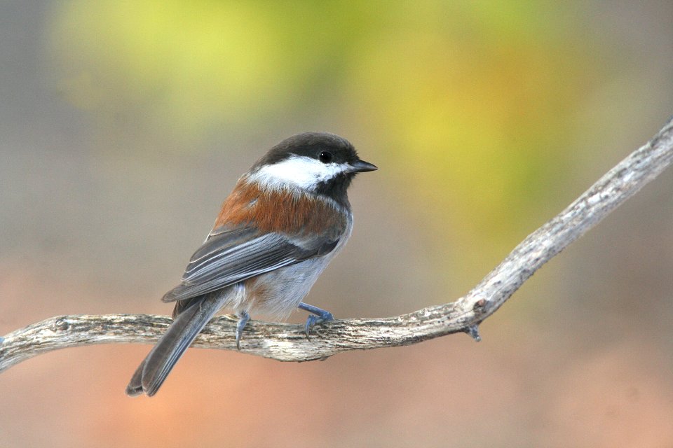 675 - CHESTNUT-BACKED CHICKADEE (10-29-08) canet rd, slo co, ca (1)
