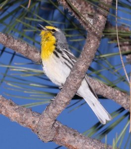 838 - GRACE'S WARBLER (4-11-2018) timber camp, off rte 77, gila county, az -07