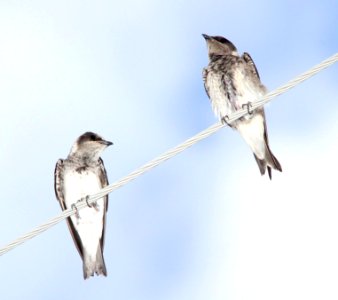 656 - PURPLE MARTIN (9-8-11) 78 circulo montana, patagonia lake ranch estates, scc, az - (3)