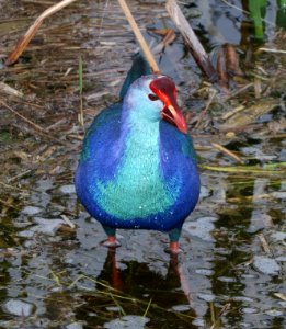 240.5 - PURPLE SWAMPHEN (2-6-2016) markham park, broward co, fl -58