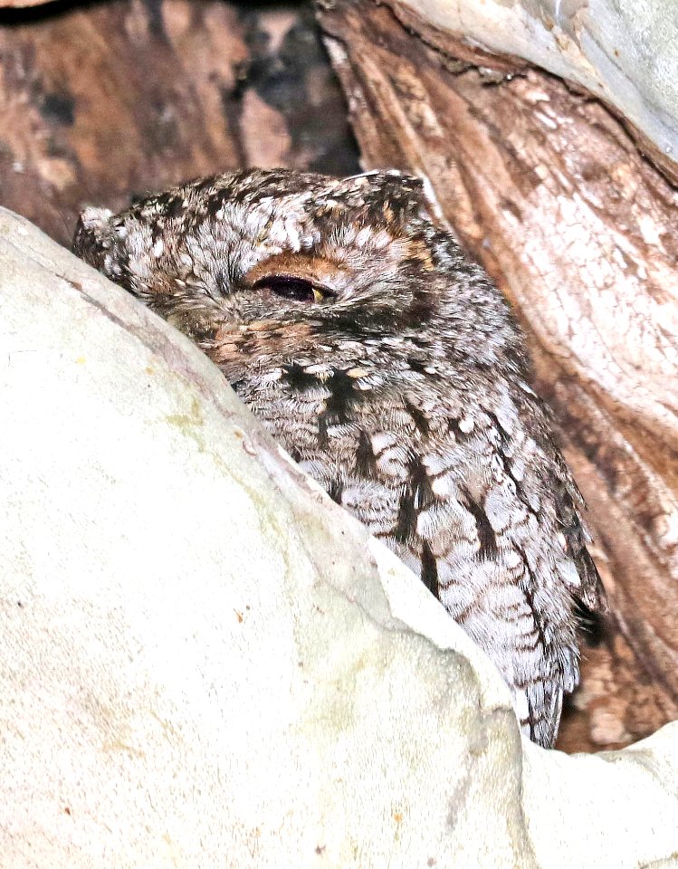 454 - WHISKERED SCREECH-OWL (4-28-2017) near sunny flats c g, cave creek, chiricahua mts, cochise co, az -02