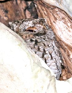 454 - WHISKERED SCREECH-OWL (4-28-2017) near sunny flats c g, cave creek, chiricahua mts, cochise co, az -02