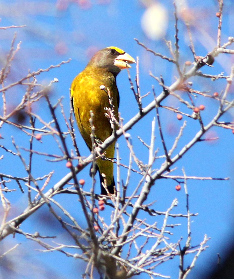 975 - EVENING GROSBEAK (1-9-13) santa gertrudis lane, tumacacori, scc, az  (3)