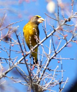 975 - EVENING GROSBEAK (1-9-13) santa gertrudis lane, tumacacori, scc, az  (3)