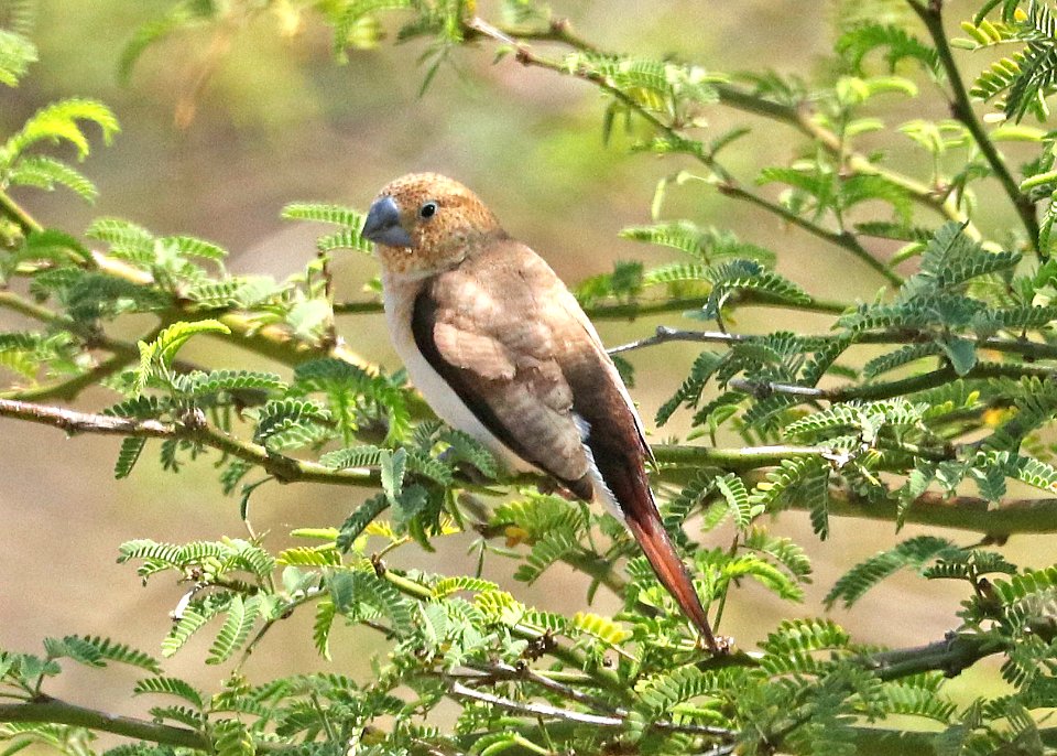 AFRICAN SILVERBILL (9-1-2017) waikoloa village athletic complex, between waimea and kona coast, hawai'i co, hawaii -06