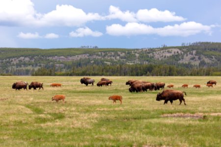 Bison on the move in Lower Geyser Basin