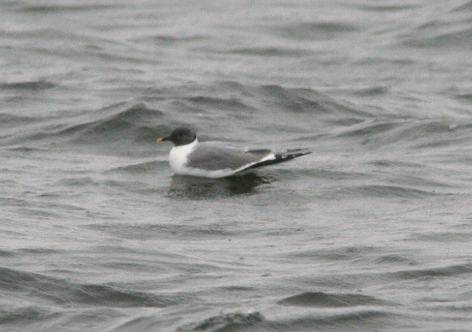 GULL, SABINES (8-31-08) gambell, ak -02