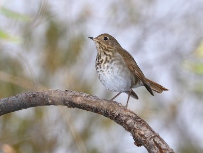 745 - HERMIT THRUSH (12-16-2017) lake patagonia, santa cruz co, az -01