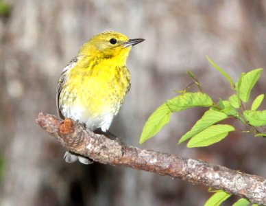 834 - PINE WARBLER (3-17-13) taylor co, fl photo