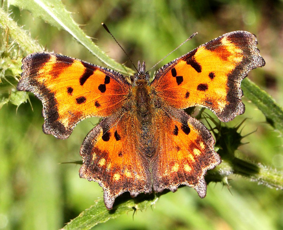 COMMA, HOARY (Polygonia gracilis) (8-26-12) 10,000 ft, south of dolores peak, dolores co, co   (3)