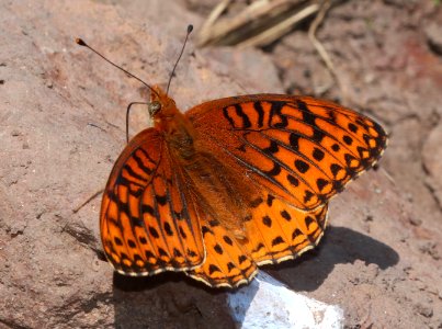 FRITILLARY, ATLANTIS (Speyeria atlantis hesperis) (6-19-2020) 9200 ft, udall park tanks, green's peak area, apache co, az  (4)