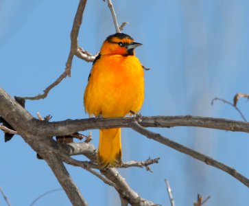 ORIOLE, BULLOCK'S (3-22-11) paton's yard, patagonia, scc, az -03