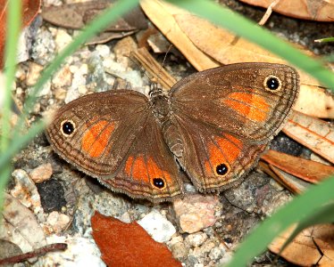 SATYR, RED (Megisto rubricata) (7-12-12) madera cyn, scc, az photo