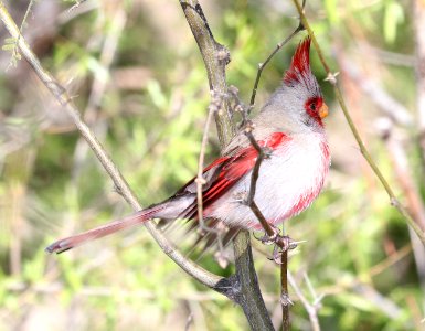 917 - PYRRHULOXIA (3-25-2018) patagonia lake, santa cruz co, az -01