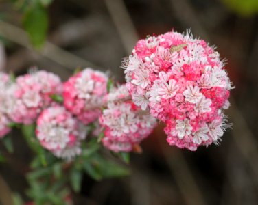 BUCKWHEAT, COASTAL (Eriogonum parvifolium) (7-19-09) mdo, slo co, ca -01