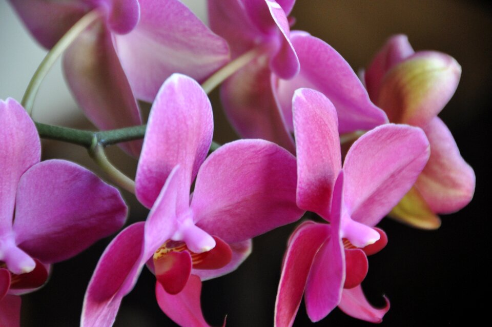 Flower pink exotic