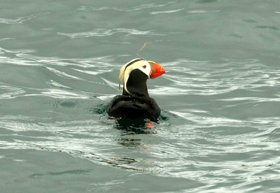 421 - TUFTED PUFFIN (6-16-2019) northwest glacier tour, kenai fjords nat park, out of seward, ak -03