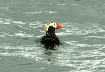 421 - TUFTED PUFFIN (6-16-2019) northwest glacier tour, kenai fjords nat park, out of seward, ak -03
