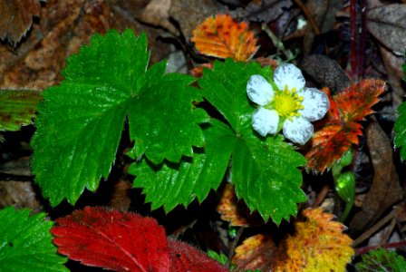STRAWBERRY, VIRGINIA (fragaria virginiana) (3-3-09) coon creek -1