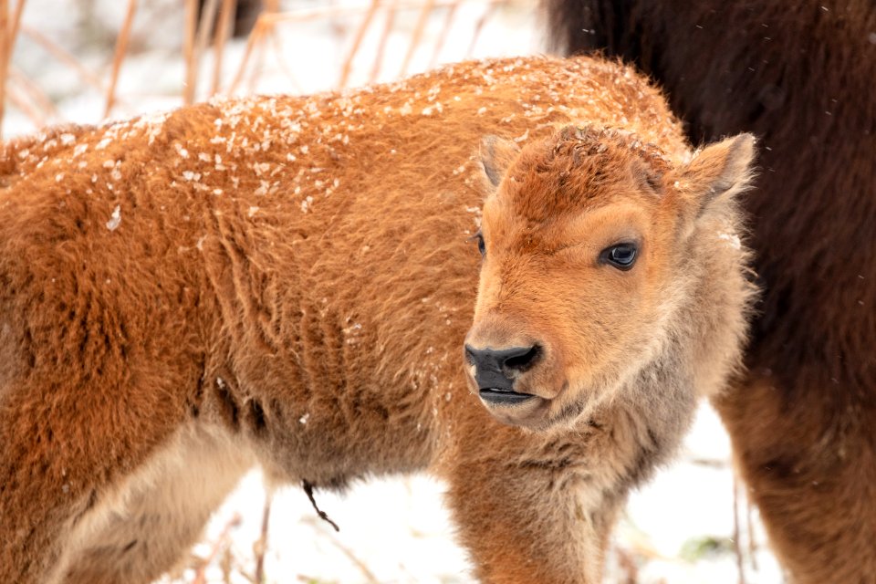 First bison calf sighting in 2019, near Gardner River
