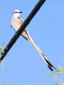 610 - SCISSOR-TAILED FLYCATCHER (4-17-12) near laredo, tx  (7)