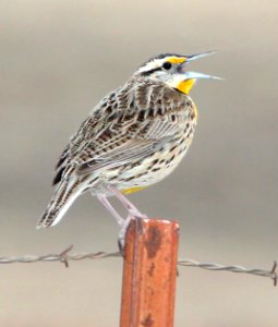 932 - EASTERN LILIAN'S MEADOWLARK (9-12-10) san rafael valley, scc, az - (2)