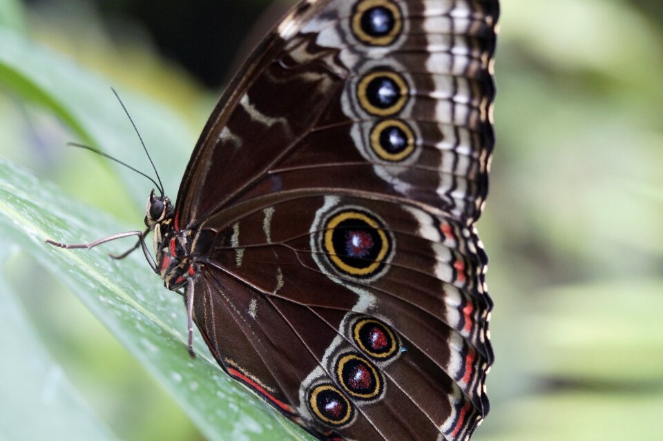 Morpho peleides close up zoo