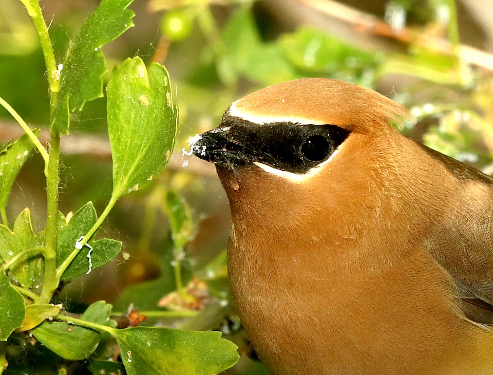 786 - CEDAR WAXWING (6-14-2018) yellowstone co, mt -09 eating white exuded by scale insect