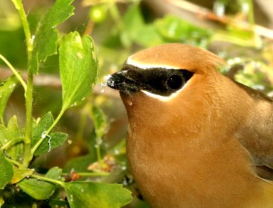 786 - CEDAR WAXWING (6-14-2018) yellowstone co, mt -09 eating white exuded by scale insect