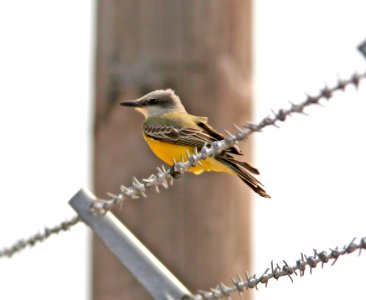 602 - TROPICAL KINGBIRD (2-14-08) port isabel, tx  (2)
