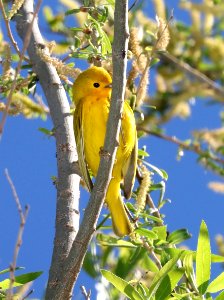 829 - YELLOW WARBLER (3-22-2017) patagonia lake, santa cruz co, az -02