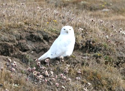 456 - SNOWY OWL (6-16-2016) barrow, alaska -02 copy