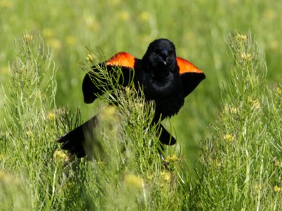 BLACKBIRD, RED-WINGED (5-1-10) carrizo plain nat mon , slo co, ca -01