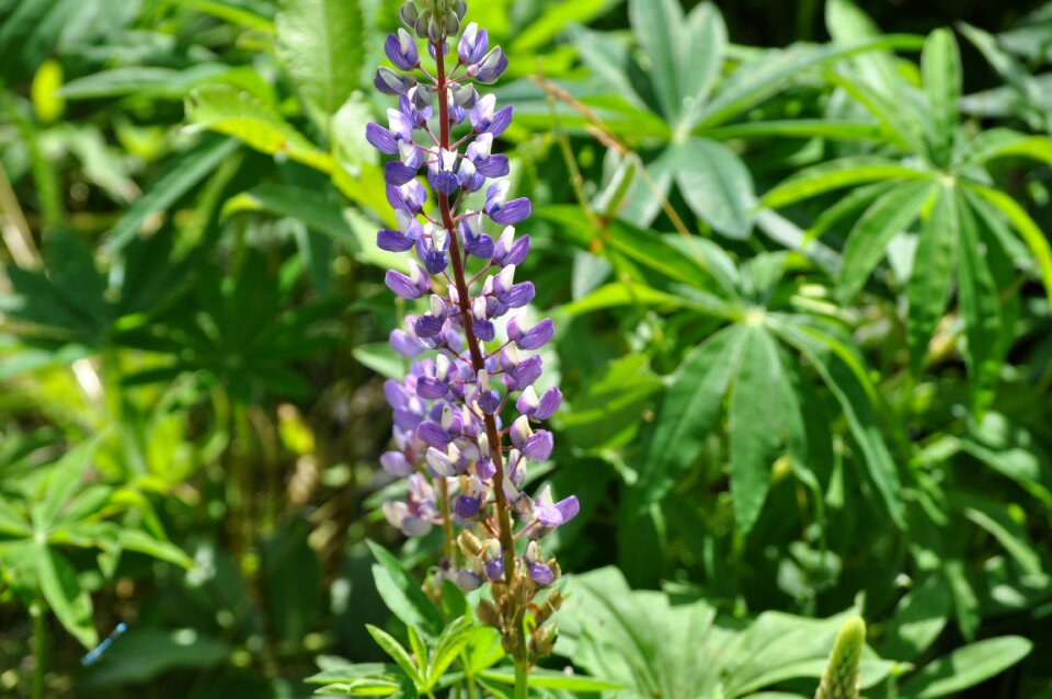 Blossom bloom purple flower
