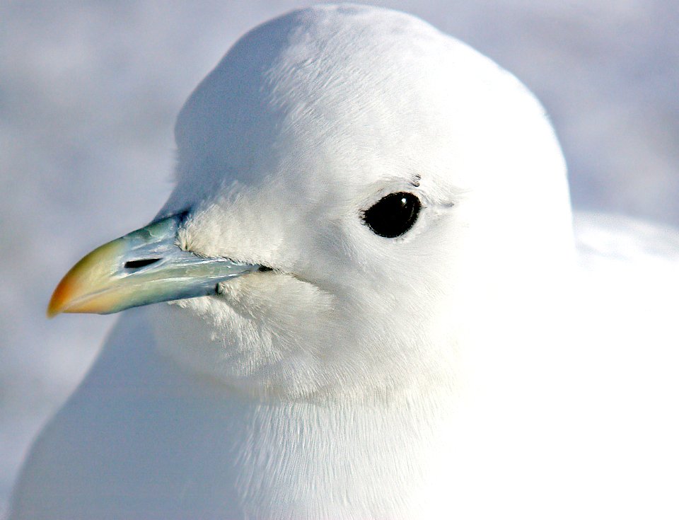 347 - IVORY GULL (2-4-07) quidi vidi lake, st john's, newfoundland (18)