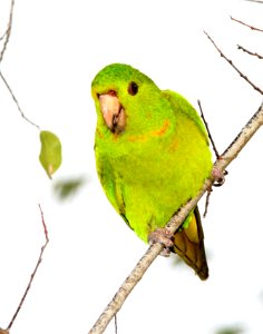 561 - GREEN PARAKEET (1-12-09) bentsen rio grande st park, mission, tx  (7a)