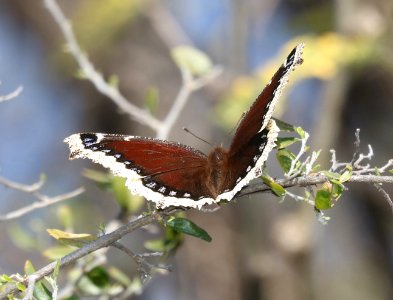 MOURNING CLOAK (Nymphalis antiopa) (3-4-2017) patagonia lake, santa cruz co, az -01