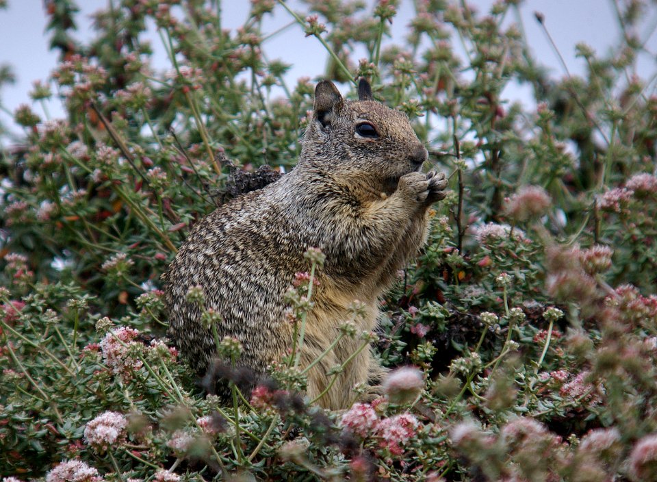 SQUIRREL, CALIFORNIA GROUND (7-16-06) montano de oro state park, slo co, ca