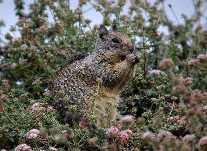 SQUIRREL, CALIFORNIA GROUND (7-16-06) montano de oro state park, slo co, ca