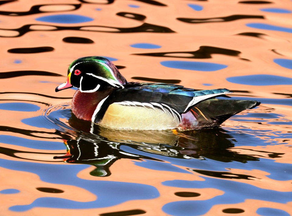 023 - WOOD DUCK (12-05-2015) bernalillo co, nm -09